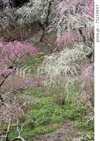 風情あふれるしだれ梅の庭園　掛川　龍尾神社 75250647