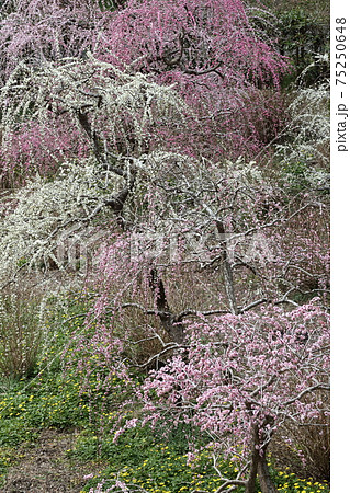 風情あふれるしだれ梅の庭園　掛川　龍尾神社 75250648