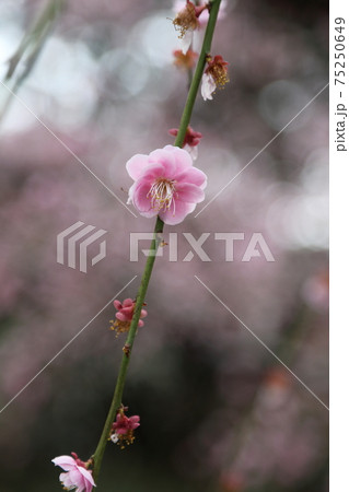 風情あふれるしだれ梅の庭園　掛川　龍尾神社 75250649