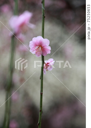 風情あふれるしだれ梅の庭園　掛川　龍尾神社 75250653