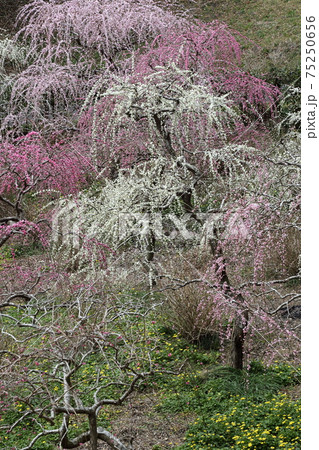 風情あふれるしだれ梅の庭園　掛川　龍尾神社 75250656