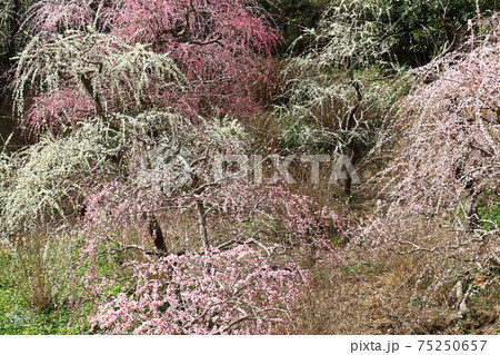 風情あふれるしだれ梅の庭園　掛川　龍尾神社 75250657