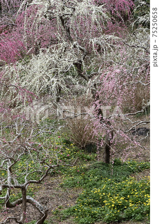 風情あふれるしだれ梅の庭園　掛川　龍尾神社 75250658