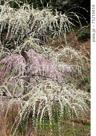 風情あふれるしだれ梅の庭園　掛川　龍尾神社 75250659