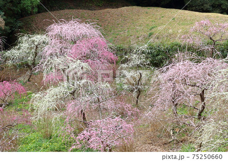 風情あふれるしだれ梅の庭園　掛川　龍尾神社 75250660