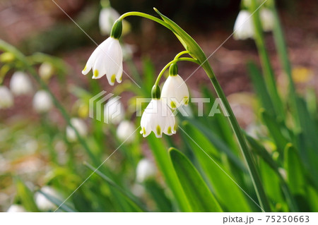 花庭園に咲いたスノーフレーク　掛川　龍尾神社 75250663