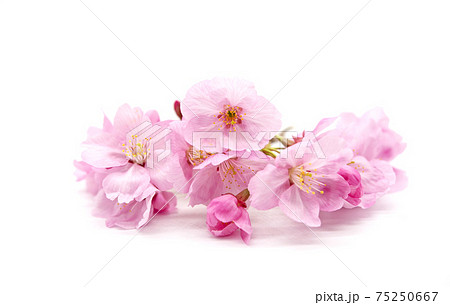 Cherry blossom isolated on white background. sign of spring Cherry blossom isolated on white background. sign of spring 75250667
