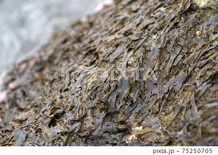 岩海苔 はんばのり 岩海苔 はんばのり 75250705