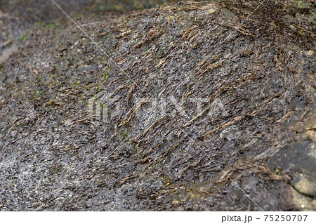 岩海苔　はんばのり 75250707