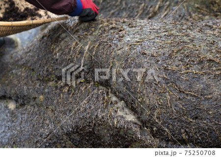 岩海苔 はんばのり 岩海苔 はんばのり 75250708