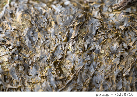 岩海苔 はんばのり 岩海苔 はんばのり 75250716