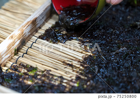 岩海苔 板海苔作り 岩海苔 板海苔作り 75250800