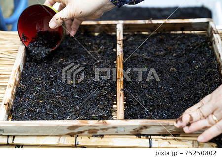 岩海苔　板海苔作り 75250802