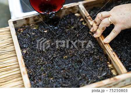 岩海苔　板海苔作り 75250803