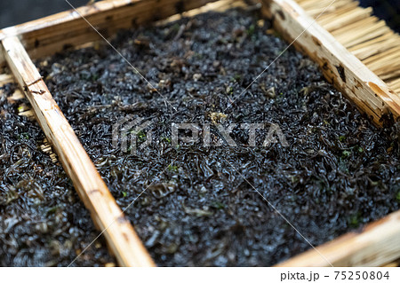 岩海苔 板海苔作り 岩海苔 板海苔作り 75250804