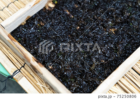 岩海苔　板海苔作り 75250806