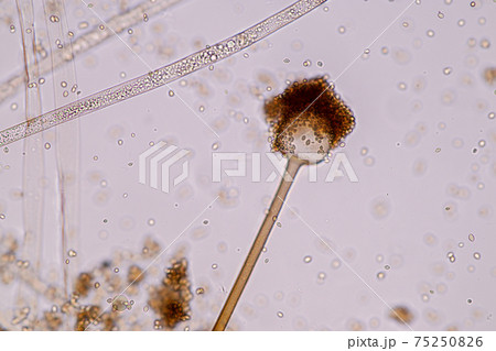 Characteristics of Rhizopus is a genus of common saprophytic fungi on Slide under the microscope for education. 75250826