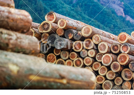 集積された木材 75250853