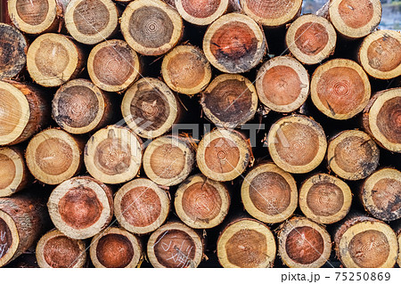 集積された木材の断面 集積された木材の断面 75250869