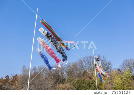 【日本の伝統】鯉のぼり 75251127