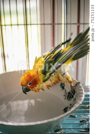 Sun conure playing water happily Sun conure playing water happily 75251133