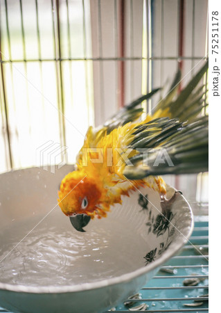Sun conure playing water happily Sun conure playing water happily 75251178