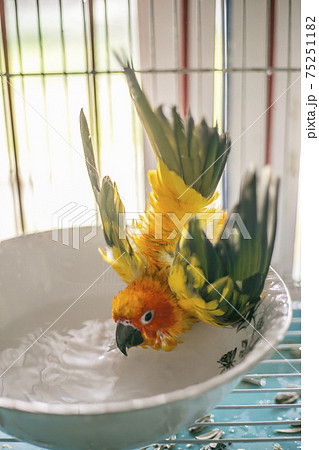 Sun conure playing water happily Sun conure playing water happily 75251182
