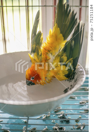 Sun conure playing water happily Sun conure playing water happily 75251184