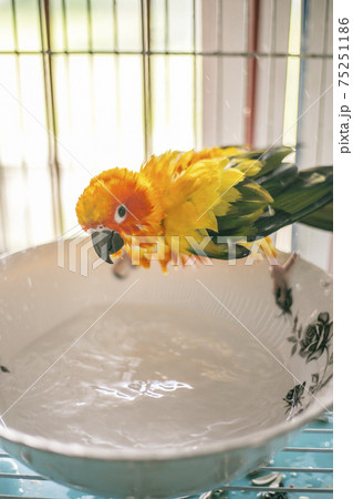 Sun conure playing water happily Sun conure playing water happily 75251186