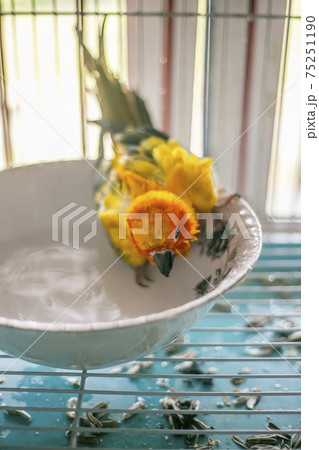 Sun conure playing water happily Sun conure playing water happily 75251190