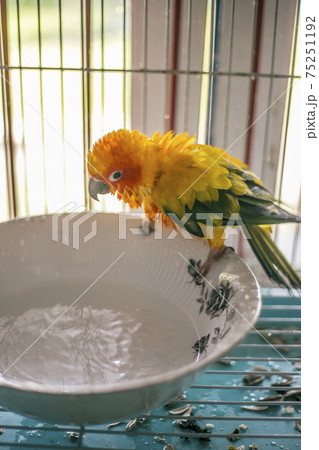 Sun conure playing water happily 75251192