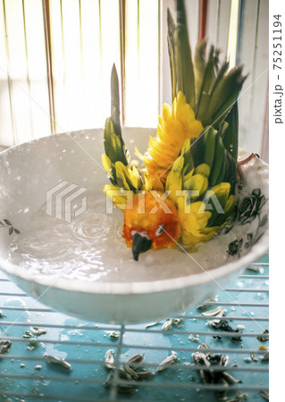 Sun conure playing water happily Sun conure playing water happily 75251194