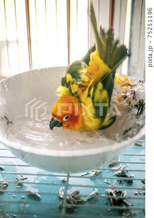 Sun conure playing water happily Sun conure playing water happily 75251196