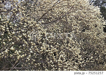 もう少しで満開のハクモクレンの春 もう少しで満開のハクモクレンの春 75251257