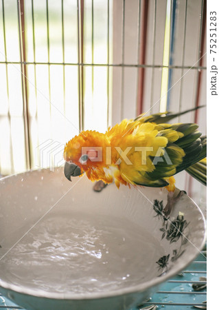 Sun conure playing water happily Sun conure playing water happily 75251283