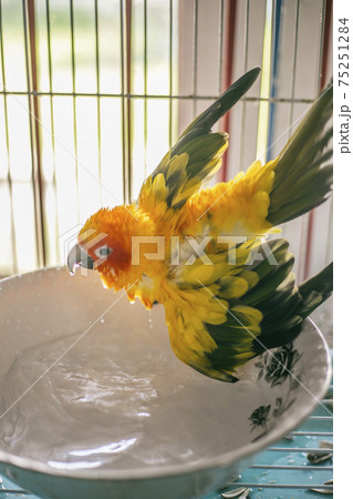 Sun conure playing water happily Sun conure playing water happily 75251284
