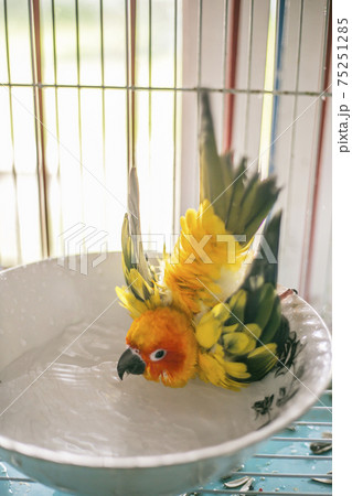 Sun conure playing water happily Sun conure playing water happily 75251285