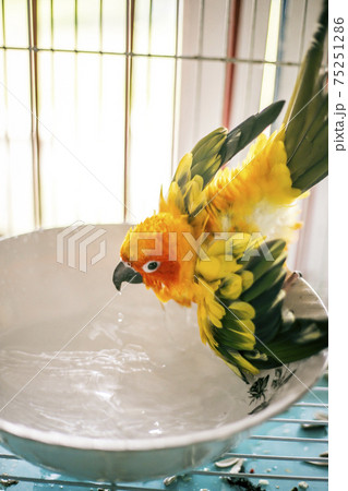 Sun conure playing water happily Sun conure playing water happily 75251286