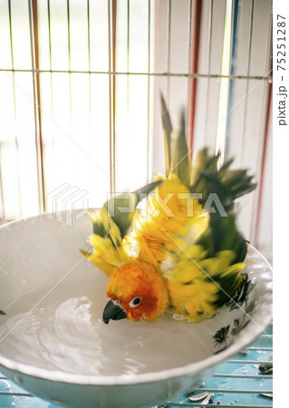 Sun conure playing water happily Sun conure playing water happily 75251287