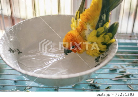 Sun conure playing water happily Sun conure playing water happily 75251292