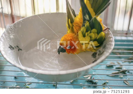 Sun conure playing water happily Sun conure playing water happily 75251293
