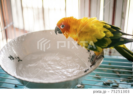 Sun conure playing water happily Sun conure playing water happily 75251303