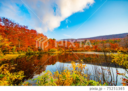 地蔵池の紅葉 75251365
