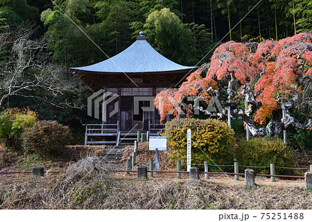 中釜戸のシダレモミジを見に行きました　　＃3 75251488