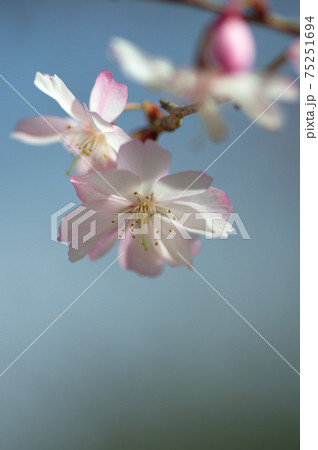 十月桜 75251694
