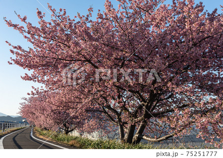 山の手桜 75251777