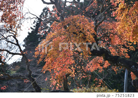 中釜戸のシダレモミジを見に行きました #18 中釜戸のシダレモミジを見に行きました #18 75251823