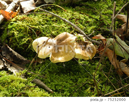 キシメジ　シモコシ　苔　きのこ 75252000