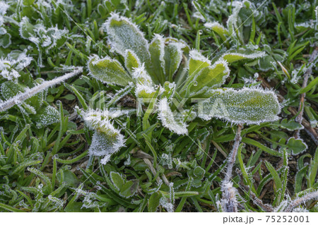 緑の草に降りた霜のクローズアップ 75252001