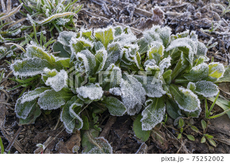 緑の草に降りた霜のクローズアップ 75252002